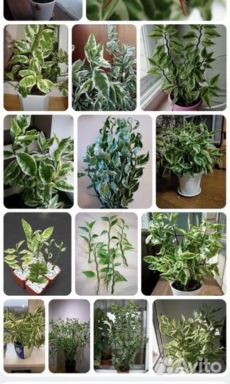 Полезный цветок педилантус (ростки)