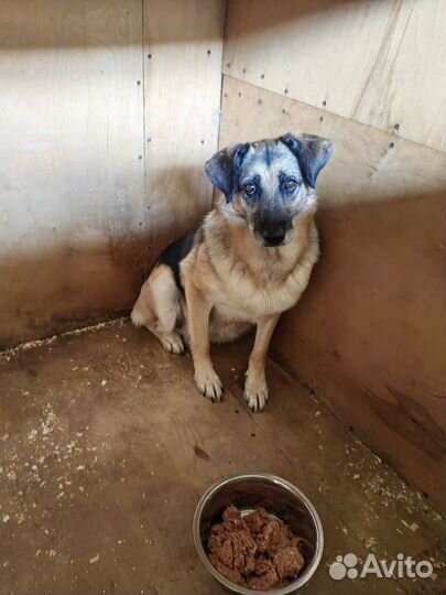 Простая собака таких не выбирают, но это целый мир