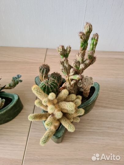 Цветок кактусы