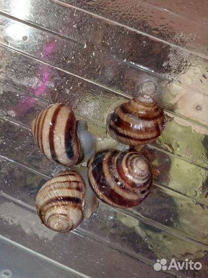 Улитки виноградные