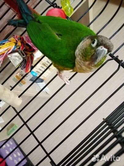 Пиррура замечательный малыш.Не кусается вообще