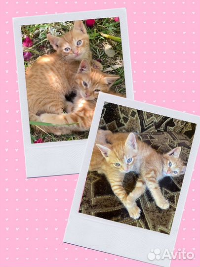 Рыжие котята