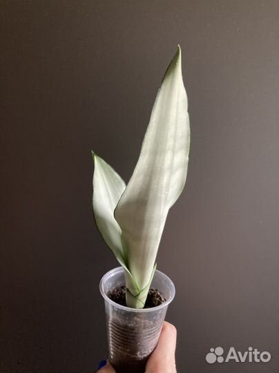 Сансы разных сортов часть 1