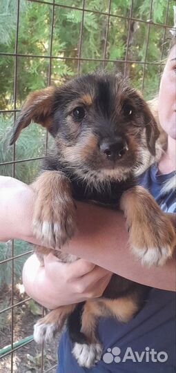 Щенок овчарки в дар