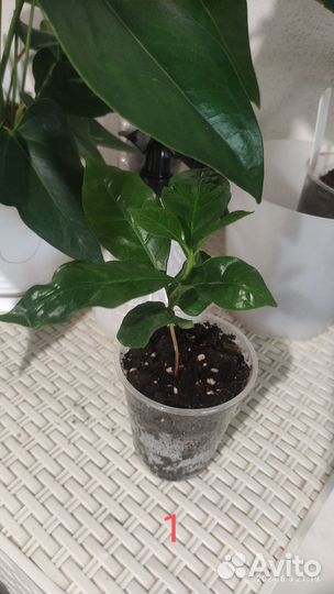 Кофе кофейное дерево комнатное растение