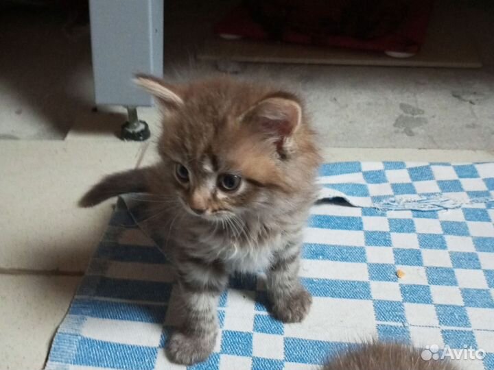 Кошки бесплатно