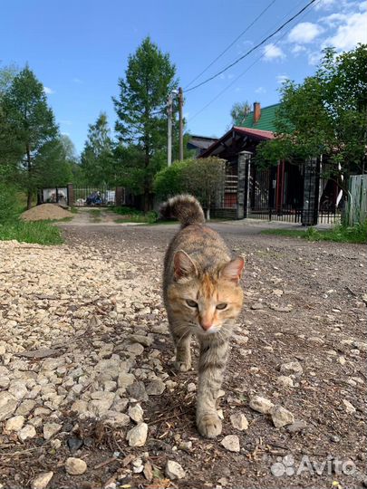 Разместить кошку