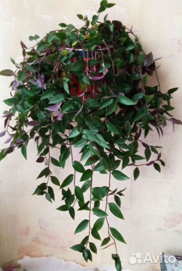 Традесканция