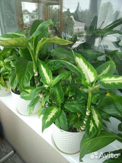 Диффенбахия Камилла