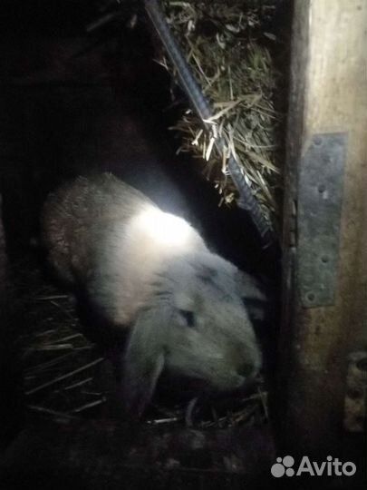 Кролик, крольчатина