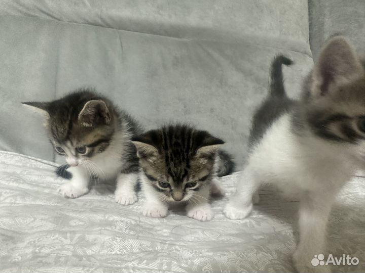 Котята в добрые руки