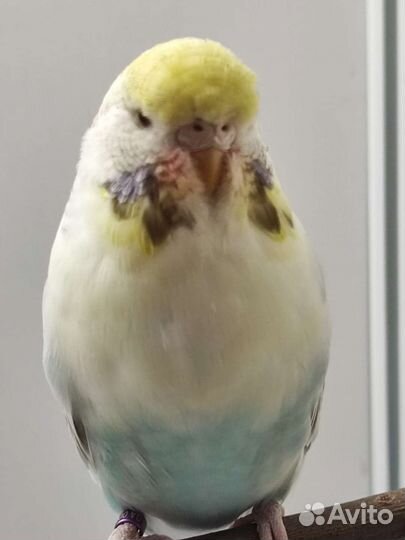 Мододые птенцы и взрослые ввп Чехи на гнездо