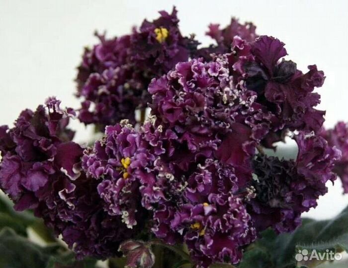 Фиалки сортовые коллекционные