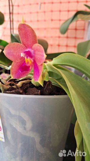 Фаленопсис,ароматный