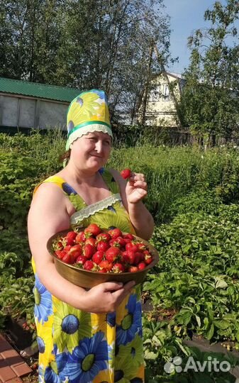 Саженцы, рассада