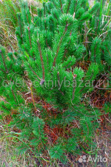 Сосна горная мугус, пумилио, гном