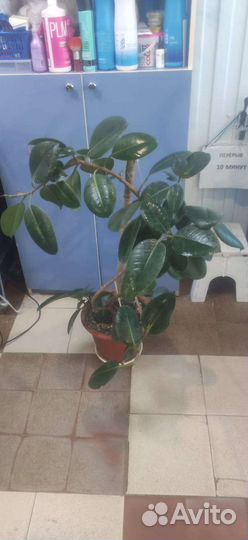 Комнатные цветы