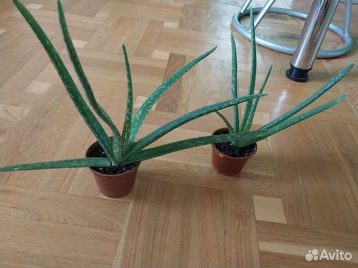 Алоэ лечебный в горшках 1-н и 1,5 года