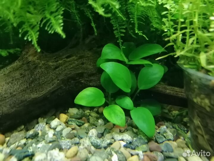 Аквариумные растения