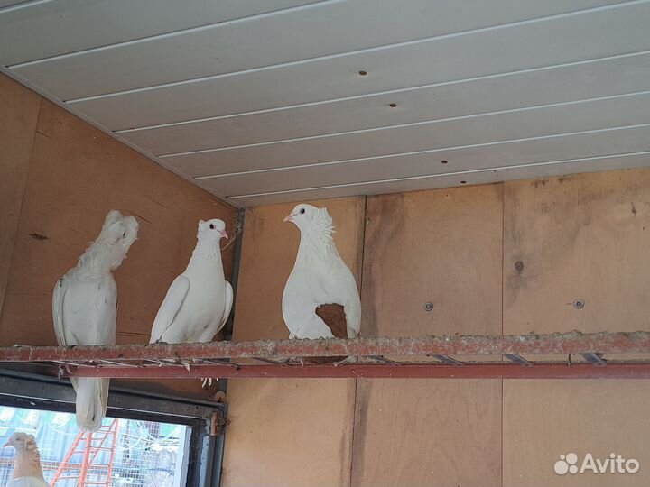 Продажа голубей