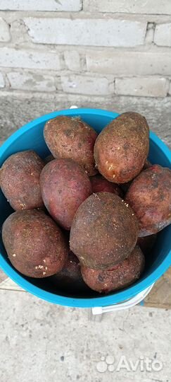 Продам картофель