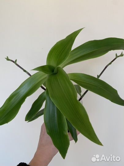 Каланхоэ лечебный,золотой ус