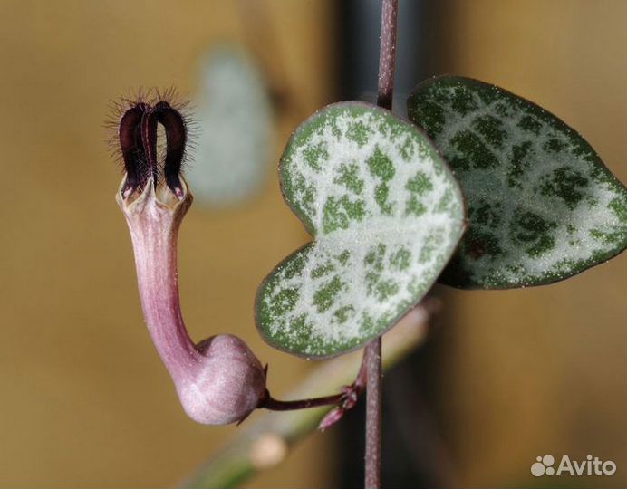 Церопегия Вуда (Ceropegia woodii)
