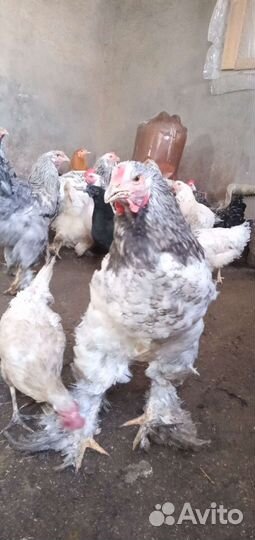 Петухи Брама