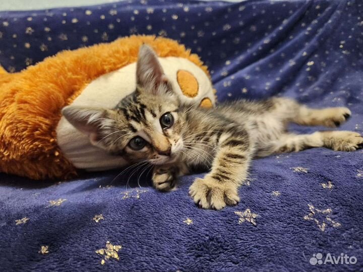 Кошка в дар бесплатно