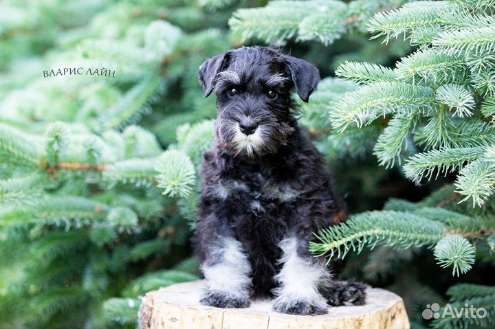 Цвергшнауцер