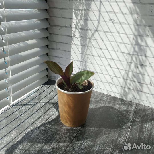 Традесканция рео