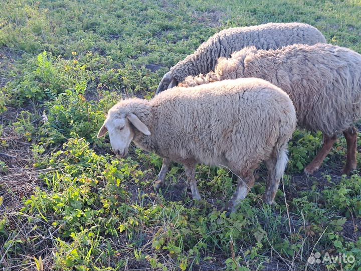 Продаются бараны самки с ярочками