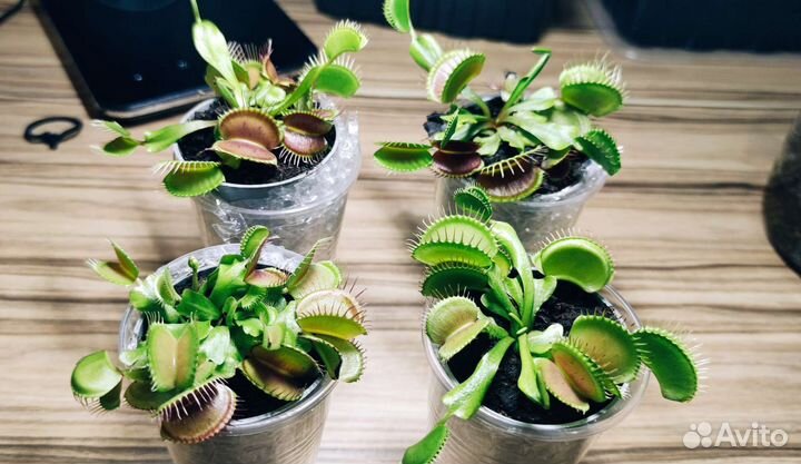 Хищные растения, венерина мухоловка