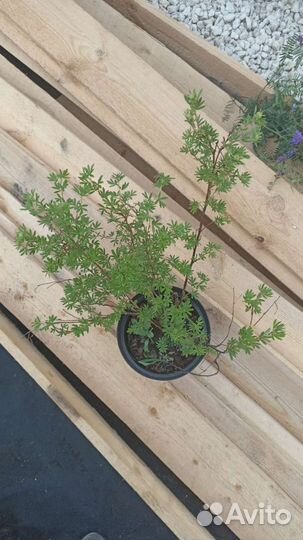 Лапчатка Саммерфлор