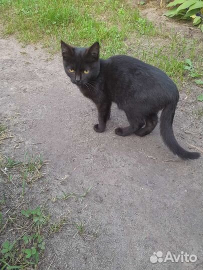 Кошка в дар бесплатно