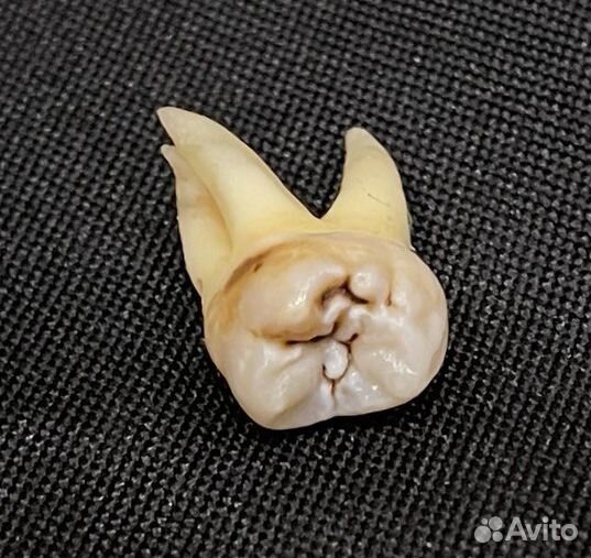 Зубной техник керамист