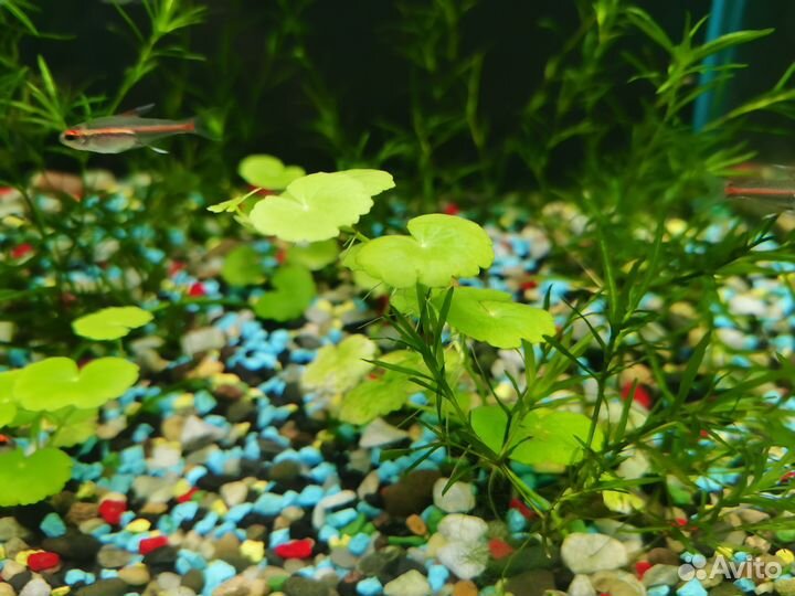 Растения для аквариума