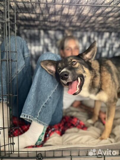 Красотка с гетерохромией ищет передержку или семью