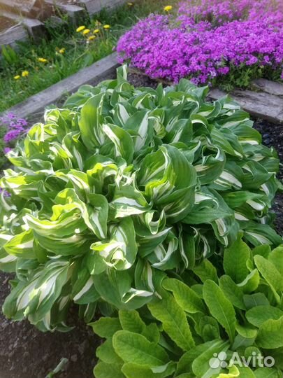 Многолетние садовые цветы