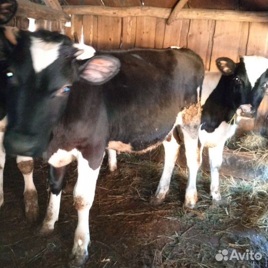 Телята бычки