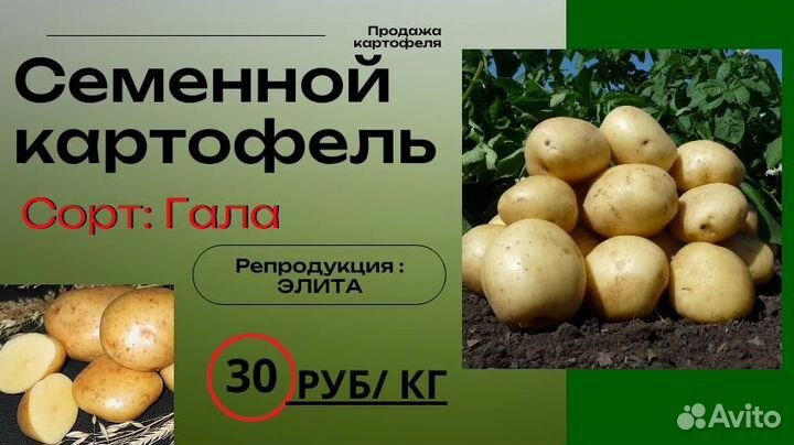 Семенной картофель 