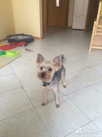 Стрижка, груминг собак Брянск (йорк, пекинес, шпиц