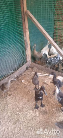 Утки индийский бегунок