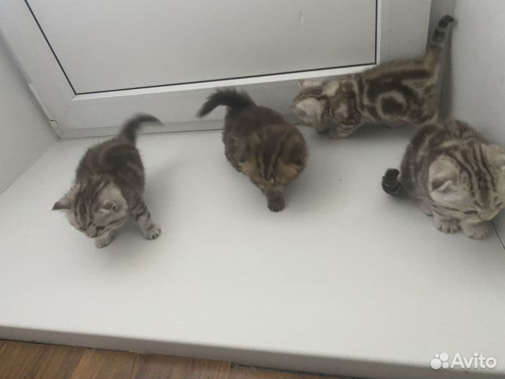 Шотландские котята