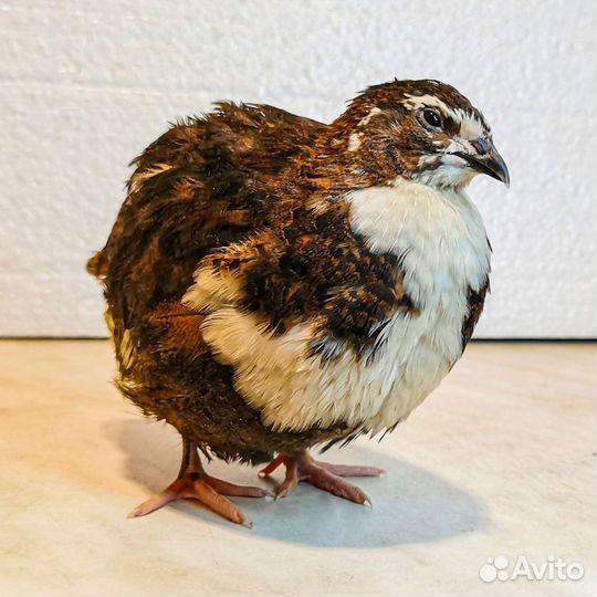 Инкубационное яйцо перепелов селадоны