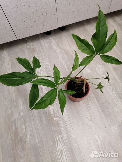 Сингониумы