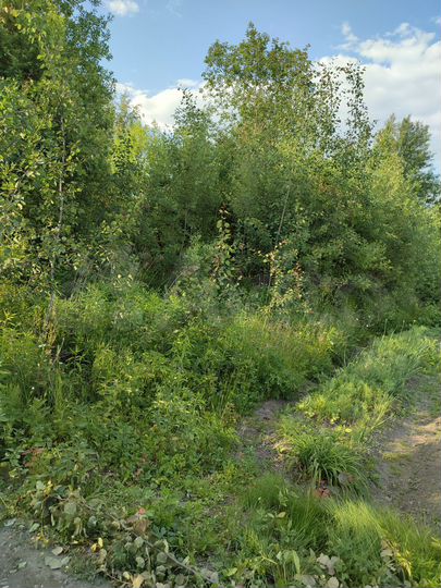 Участок 6,5 сот. (СНТ, ДНП)