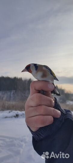 Птица