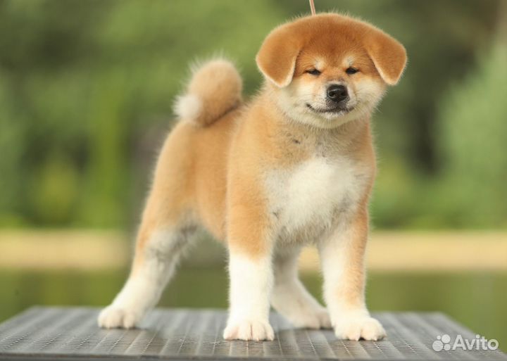 Девочка акита ину 2,5 месяца