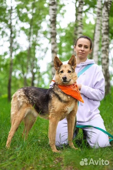 Собака Айка из приюта ищет дом